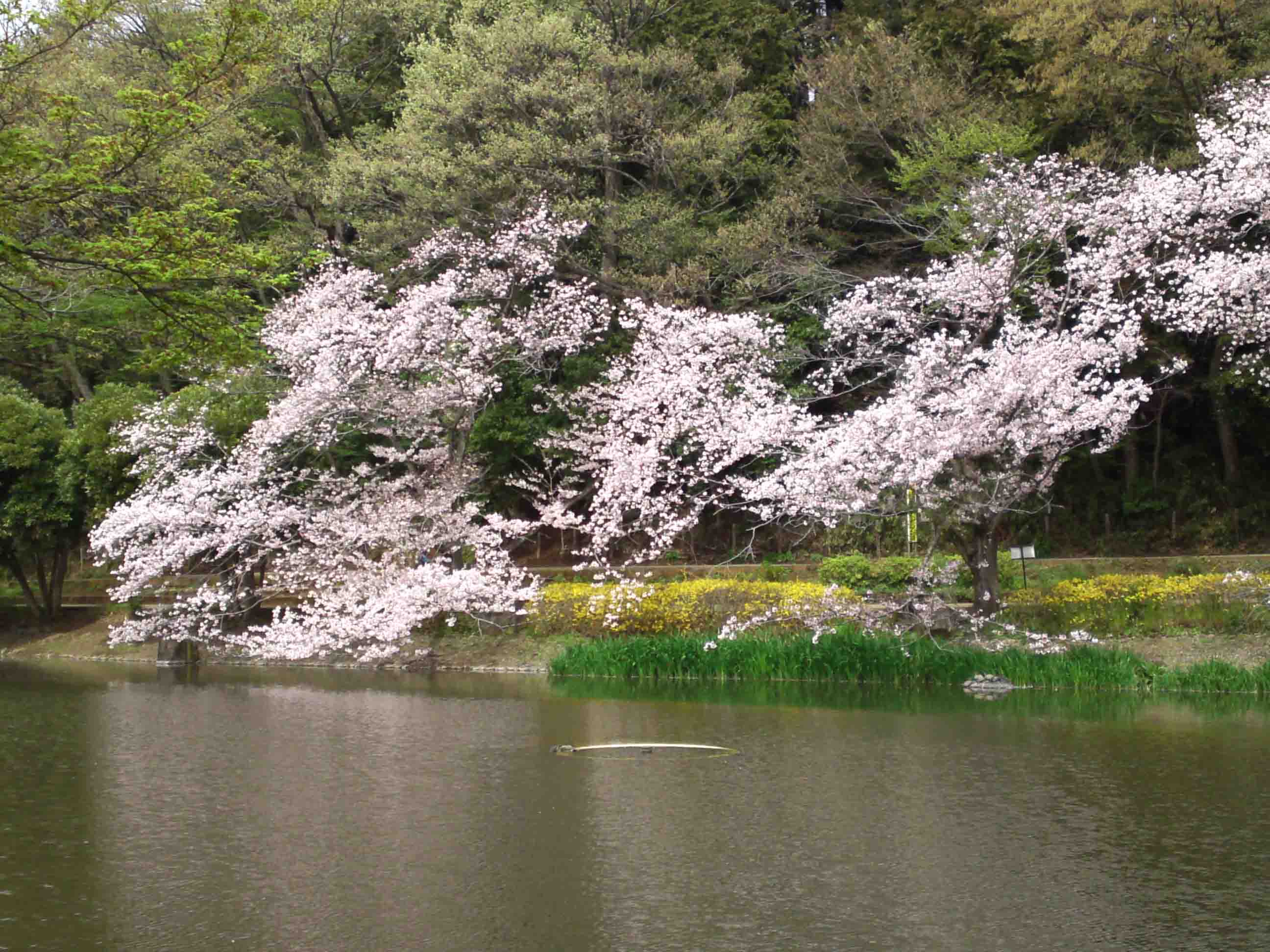 cherry trees under the hill