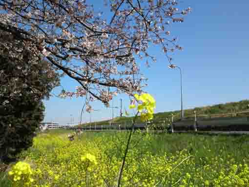 栗山浄水場の塔と桜