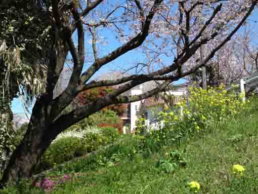 葛西神社近隣に咲く菜の花と桜