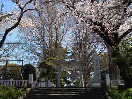 葛西神社鳥居と参道前桜