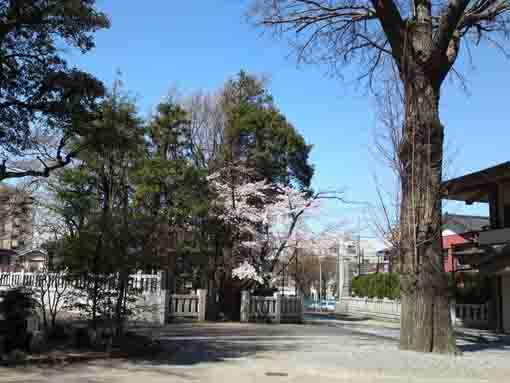葛西神社境内の桜