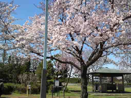 柴又公園の桜と休憩場