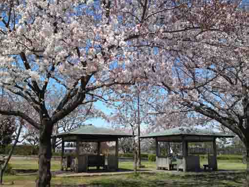 rest houses and sakura in Shibamata Park