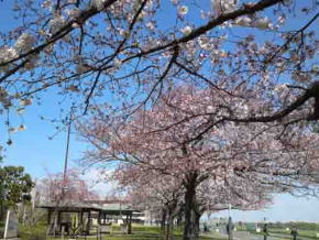 柴又公園土手上の桜並木１
