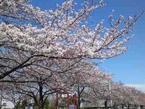 柴又公園土手上の桜並木２