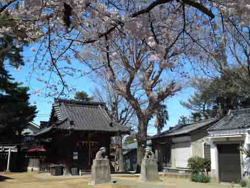 北小岩の八幡神社社殿の桜