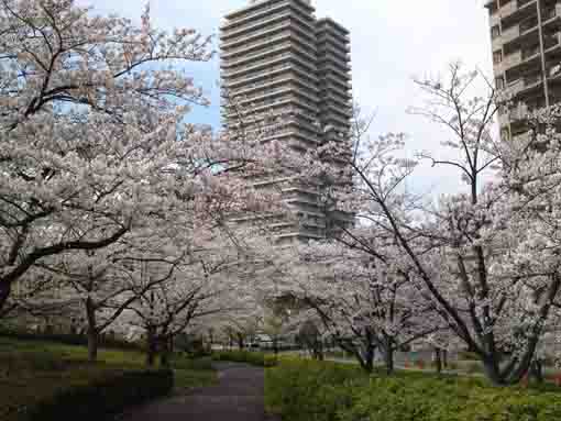 apartments by Komatsugawa Senbon Sakura