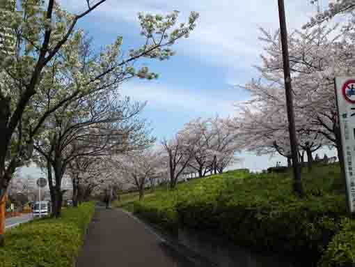cherry blossoms along the road