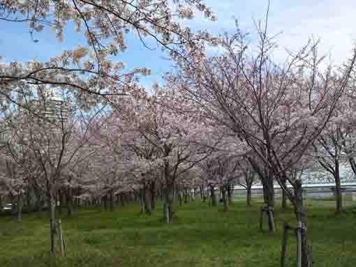 荒川土手上の桜並木
