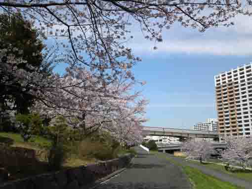 Komatsugawa Senbon Sakura by Arakawa