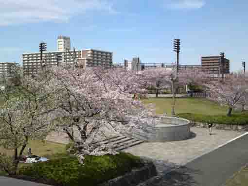 マンションと小松川千本桜の遠景