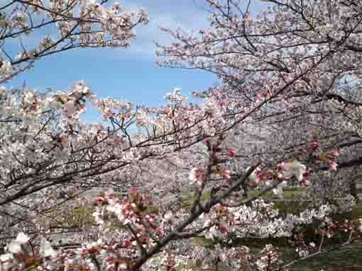 江戸川区小松川千本桜の桜の花々