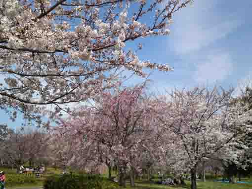 東大島小松川公園内の桜並木