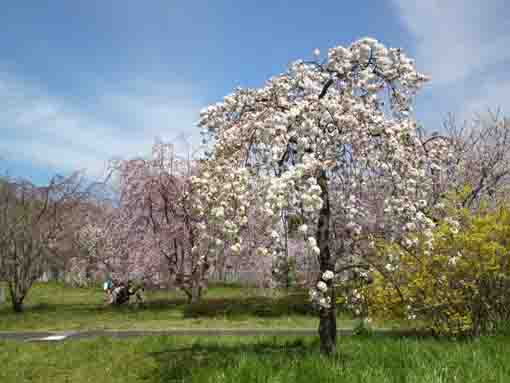 a wheeping cherry tree in Komatsugawa