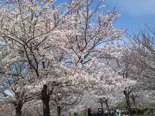 the blue sky behind the cherry blossoms
