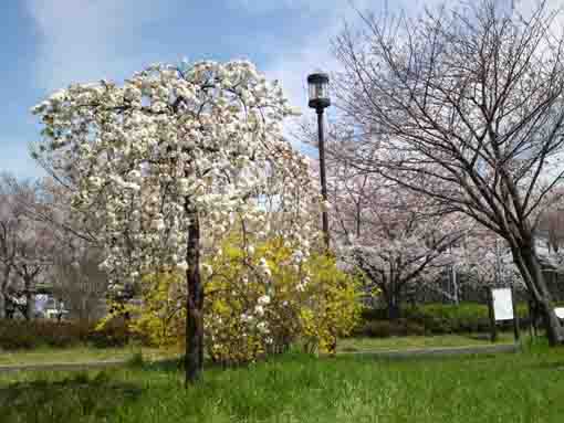 東大島小松川公園の八重のしだれ桜