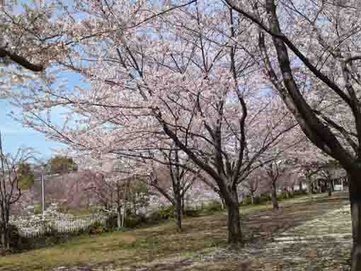 荒川土手から東大島小松川公園の桜