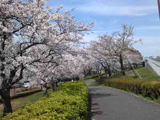 cherry blossoms along Arakawa River