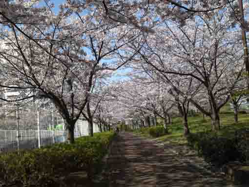 sakura along Arakawa River