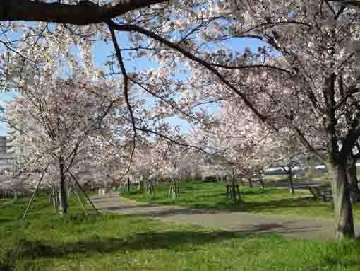 sakura near Shinkomatsugawa Bridge