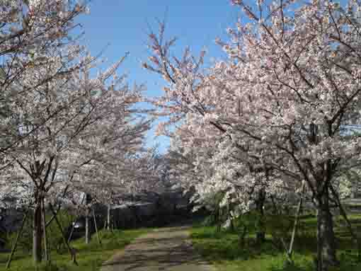 荒川土手の小径と桜並木