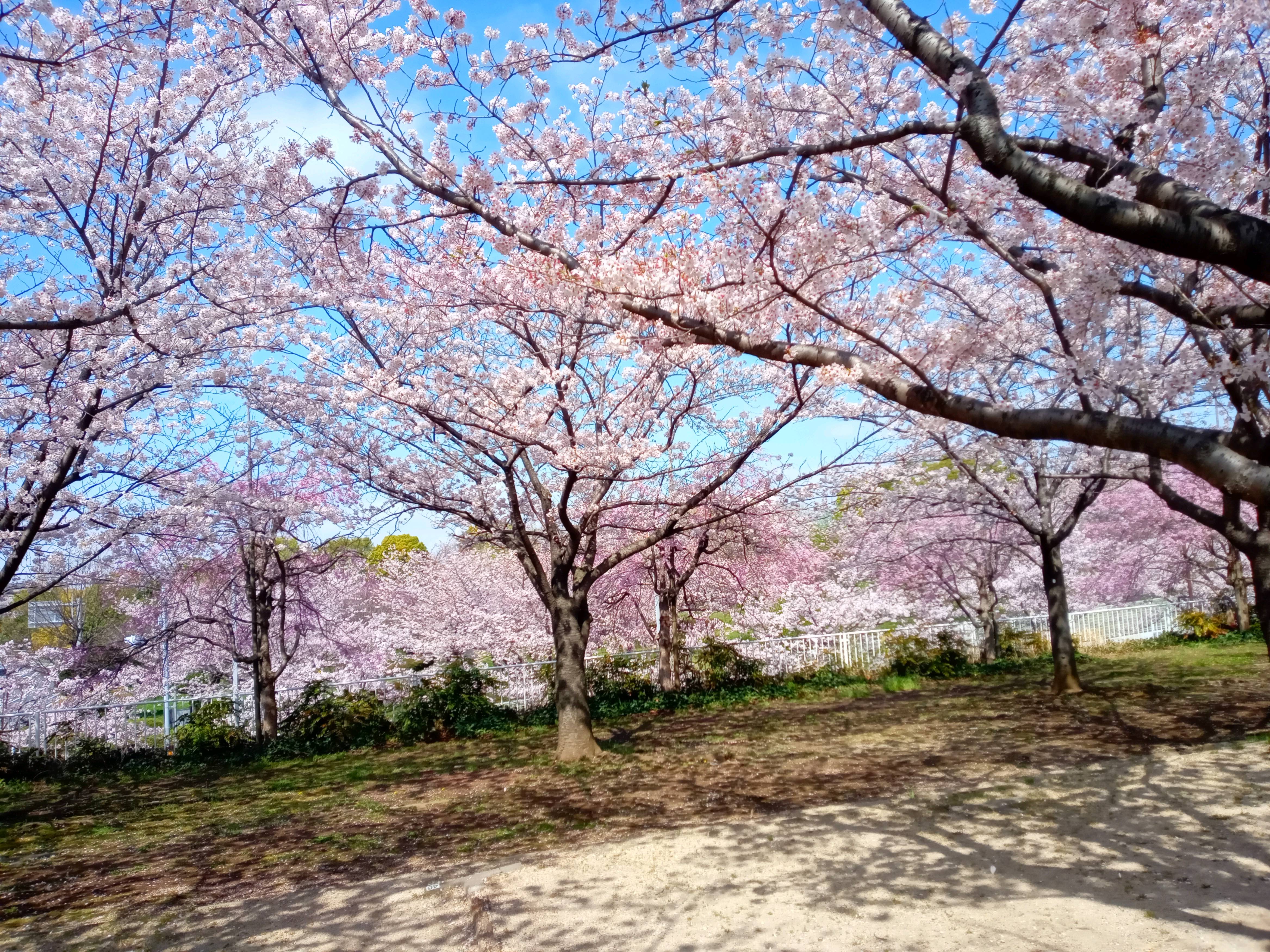 令和５年小松川千本桜満開の花々１