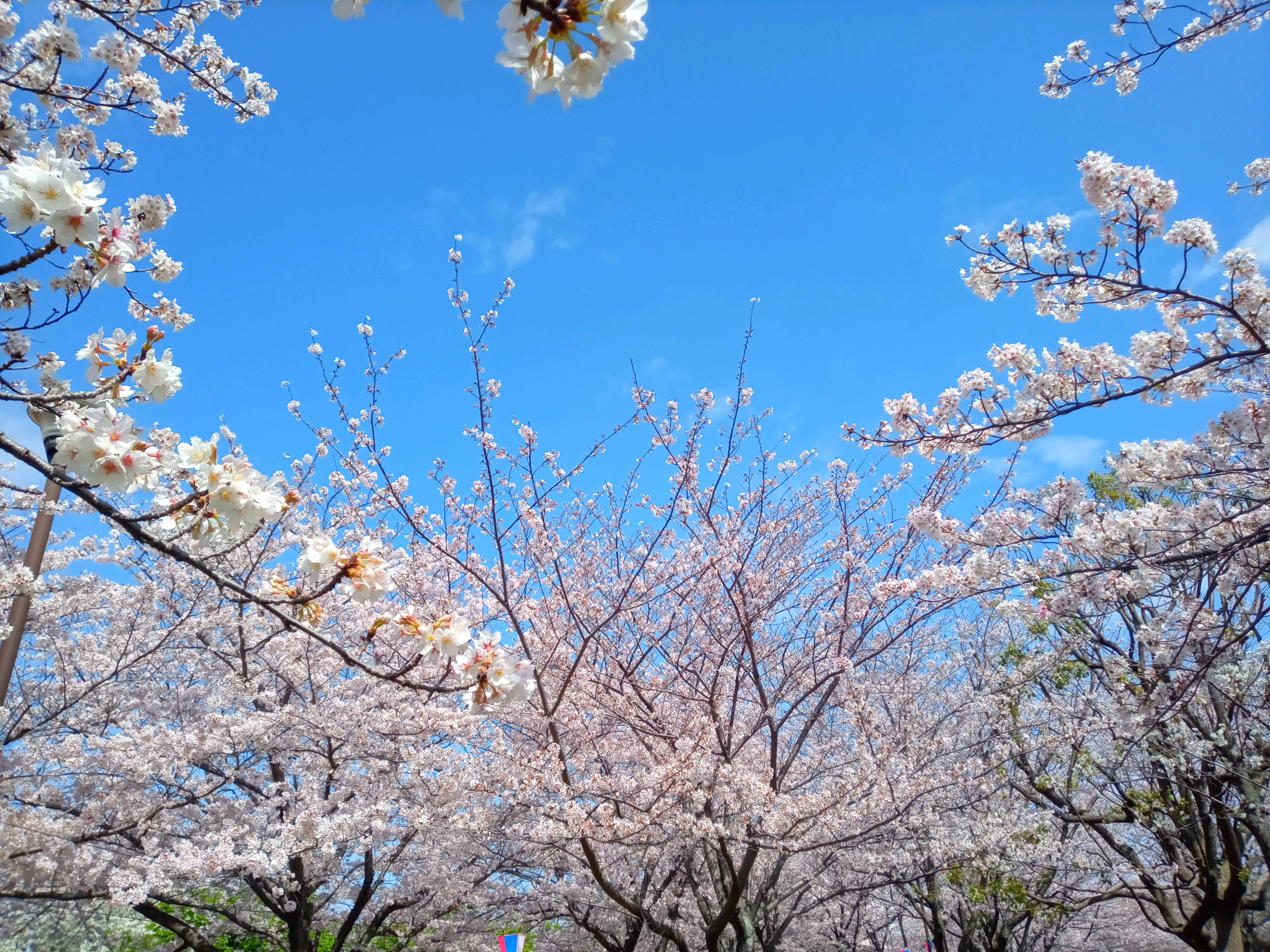 令和５年小松川千本桜満開の花々２
