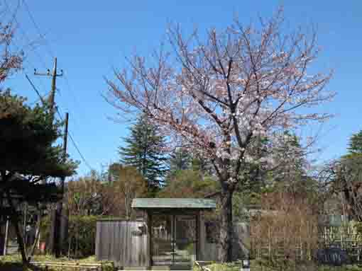 甲和亭の桜