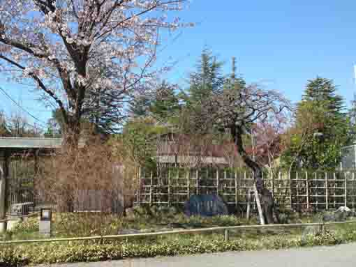 cherry trees by the stone tablet