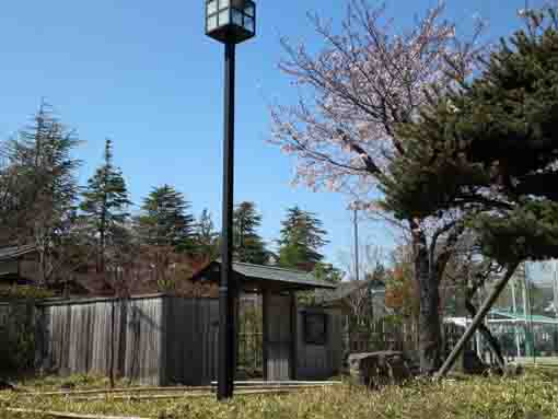 cherry blossoms and Kowatei