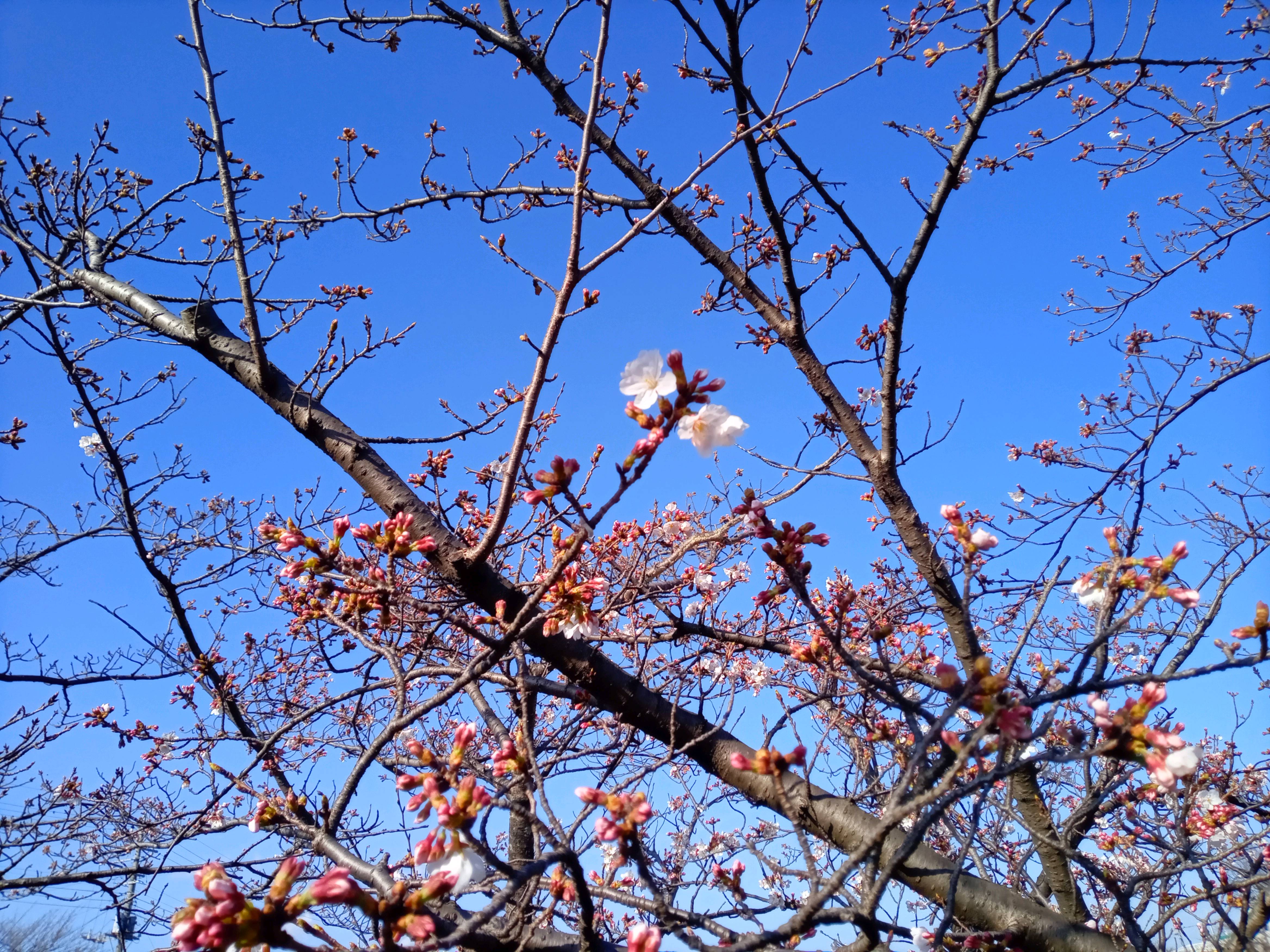 令和５年こざと公園の開花したソメイヨシノ２