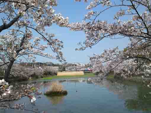こざと公園北の桜の木々