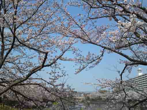 こざと公園南の桜