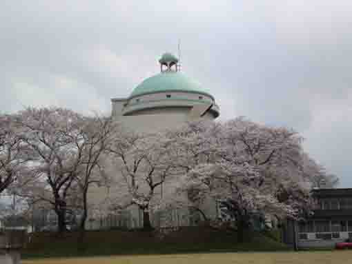 栗山浄水場の塔を覆う桜