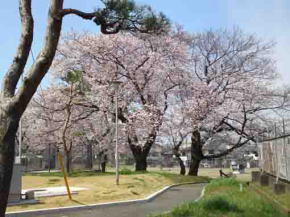 cherry trees in Kuriyama Filtration Plant