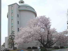 栗山浄水場建物と桜