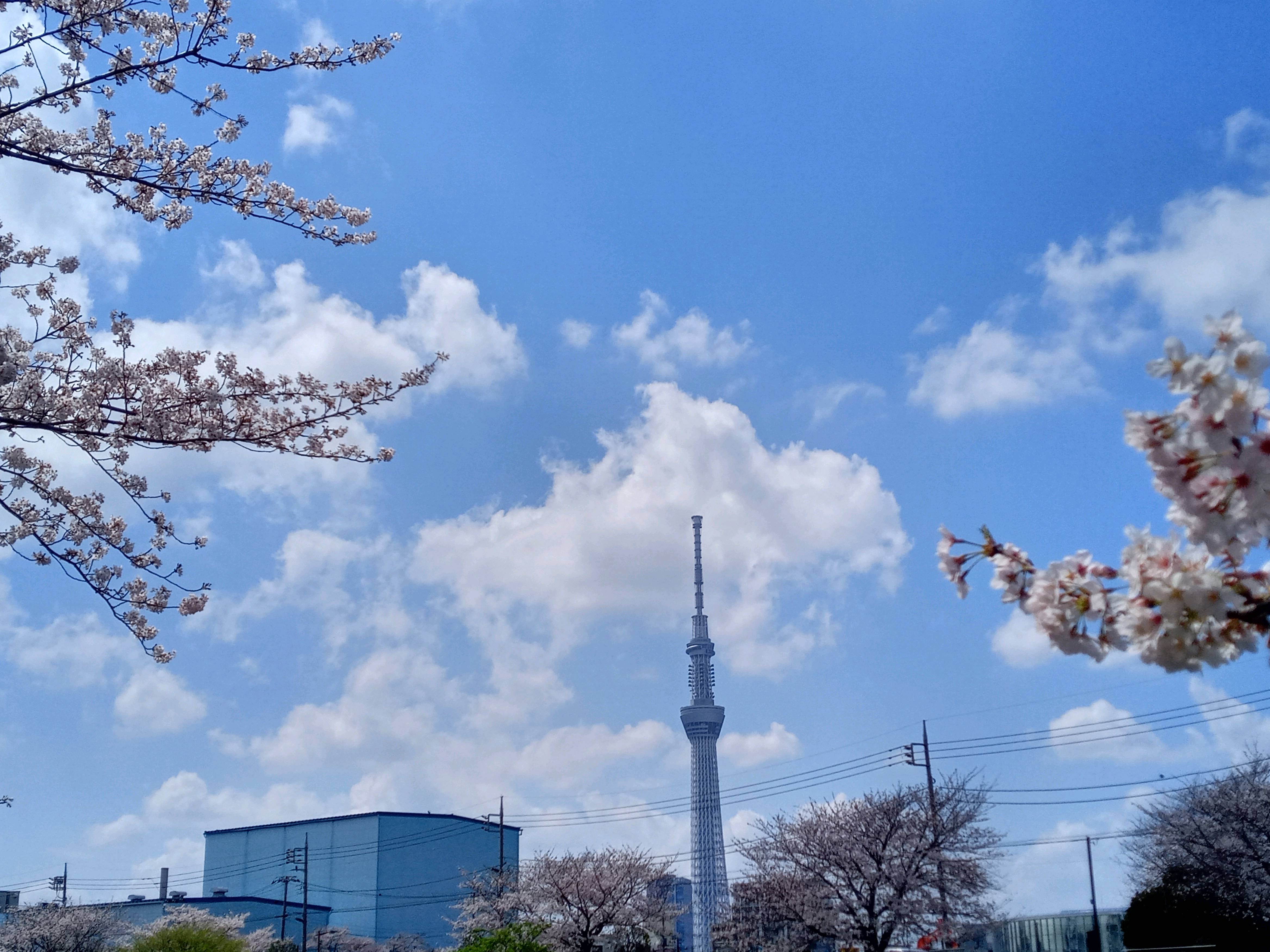 令和５年旧利根川沿岸満開の桜の花々１