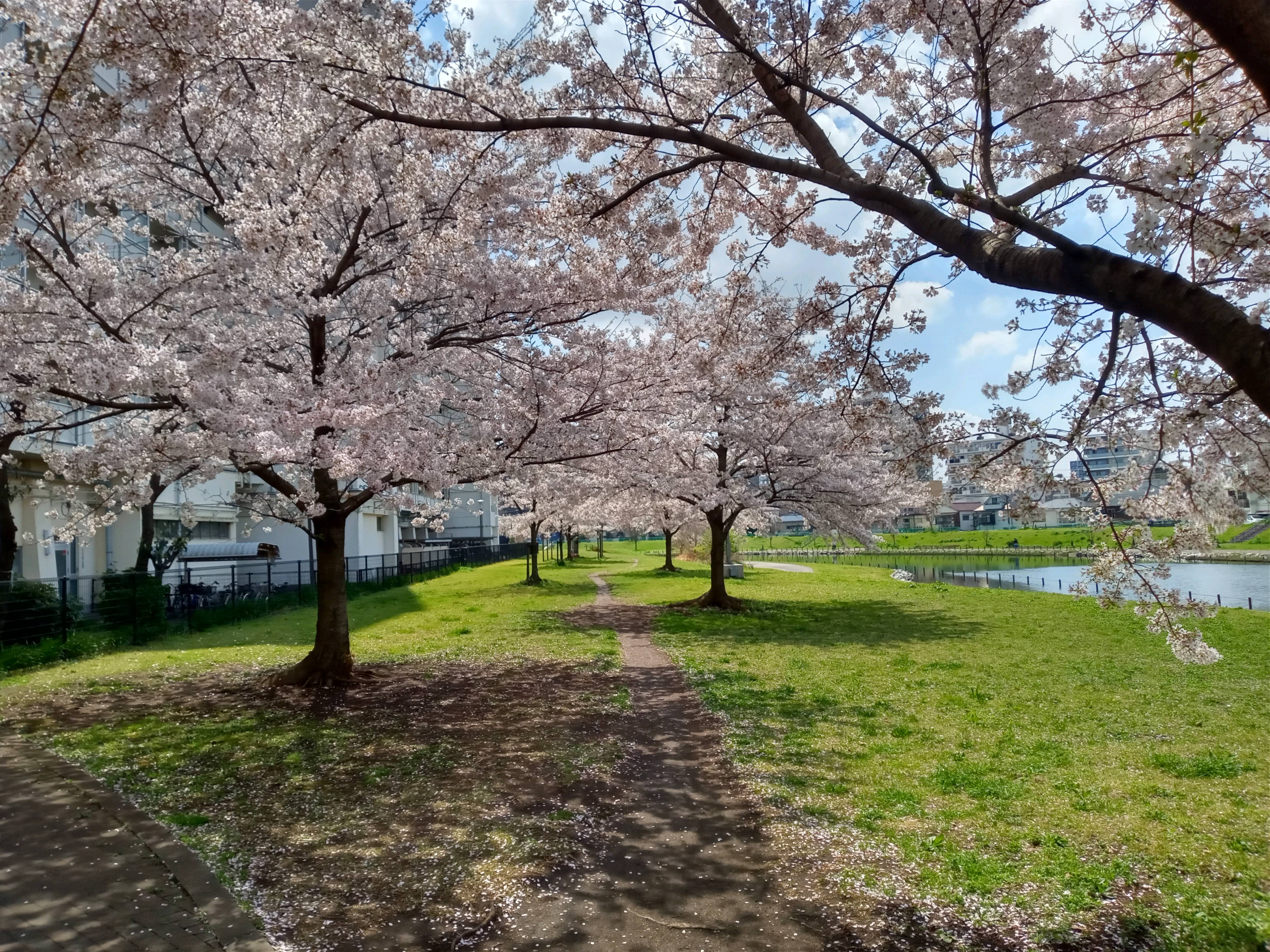 令和５年旧利根川沿岸満開の桜の花々２