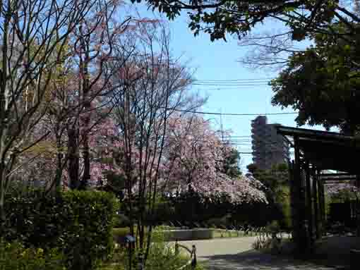 cherry blossoms in Ichinoe Makkotei