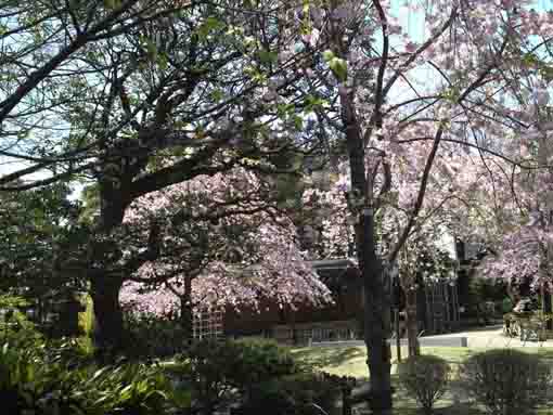 sakura in the garden