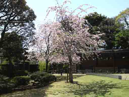 weeping cherry blossoms bloom in Makkotei