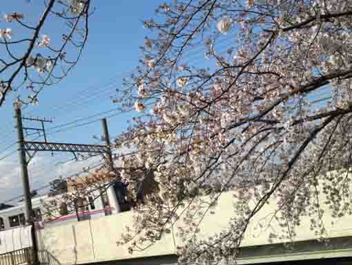 京成電車と桜
