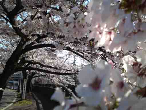 鬼越鉄橋からの桜並木