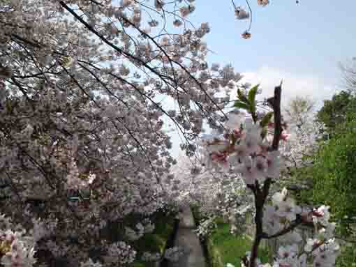 真間川川床への階段上からの桜並木