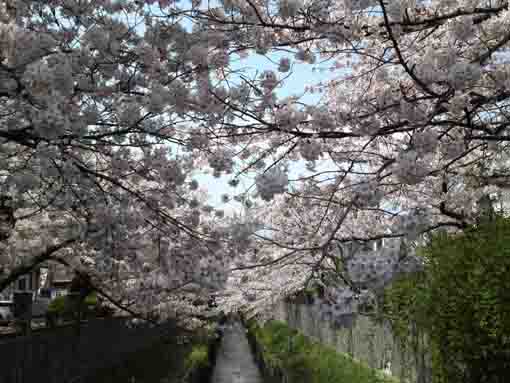 真間川三角橋川床からの桜並木