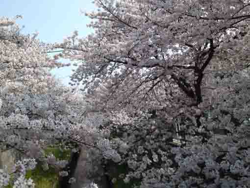 真間川三角橋からの桜並木