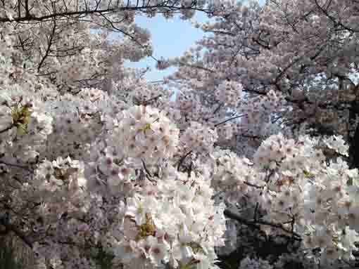 真間川三角橋附近満開の桜