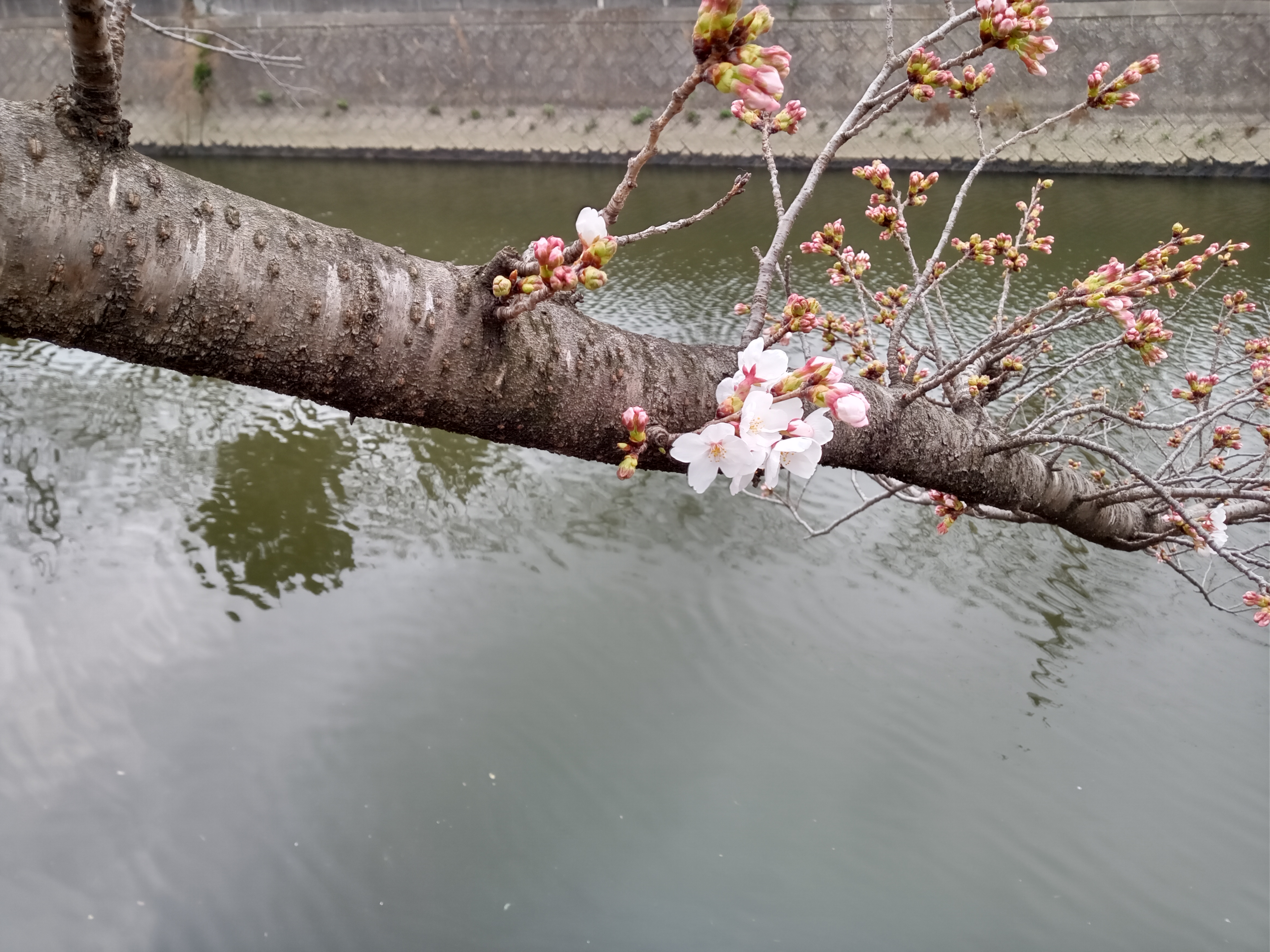 令和５年真間川で開花したソメイヨシノ４