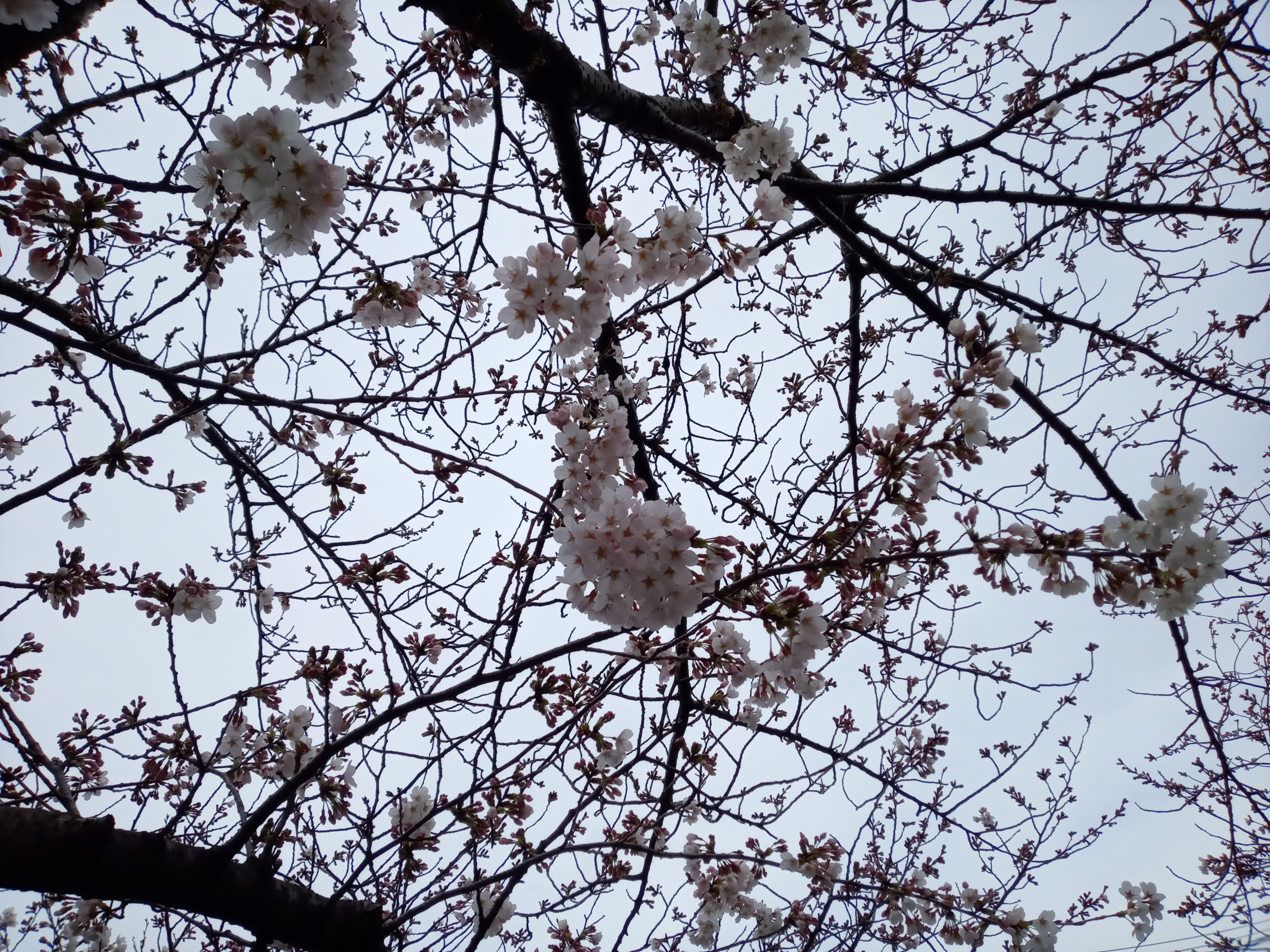 令和５年真間川の少し咲いた桜の花々１