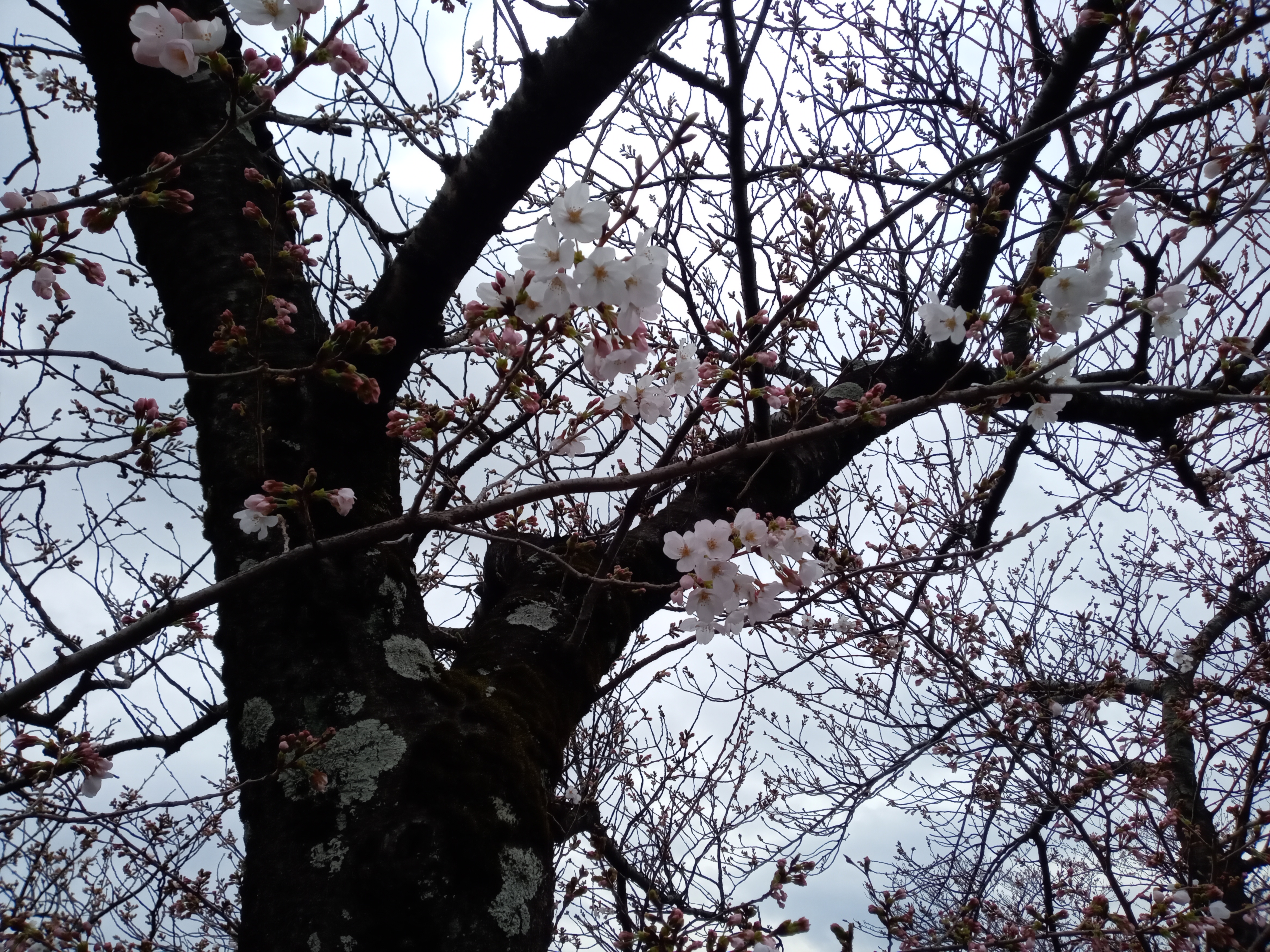 令和５年真間川の少し咲いた桜の花々２